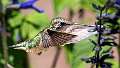109: Humminghbird - Ruby-throated-1