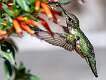 110: Humminghbird - Ruby-throated-2
