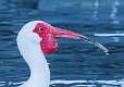 111: Ibis - White 4776