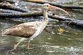 112: Ibis - White-1