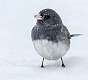 114: Junco - Dark-eyed-1