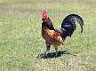115: Junglefowl - Red-1