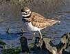 117: Killdeer-1