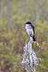 118: Kingbird - Eastern -8130