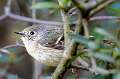 119: Kinglet - Ruby-crowned-1