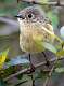 120: Kinglet - Ruby-crowned-2