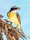 121: Kiskadee - Great-1