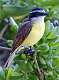 122: Kiskadee - Great-2
