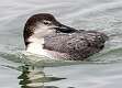 123: Loon - Common-1