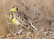 127: Meadowlark - Western-1
