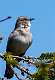 129: Mockingbird - Northern - 4354