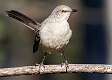 130: Mockingbird - Northern-1