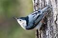 132: Nuthatch – White-breasted-1
