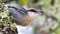 131: Nuthatch - Brown-headed-1