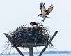 134: Osprey-4943