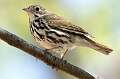 135: Ovenbird-1