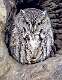 136: Owl - Eastern Screech-1