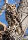 137: Owl - Great Horned-1