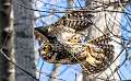 138: Owl - Great Horned-2
