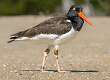 140: Oystercatcher - American-1