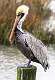 141: Pelican - Brown-1