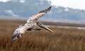 142: Pelican - Brown-2