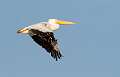 143: Pelican - White-1