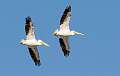 144: Pelican - White-2