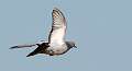 148: Pigeon - Rock-1