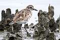 149: Plover - Black-bellied-1
