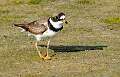 151: Plover - Semipalmated-1