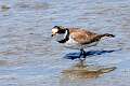 152: Plover - semipalmated-8587