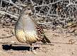 153: Quail - Gambels-1