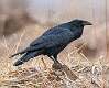 156: Raven - Common 2436