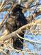 157: Raven - Common-1