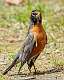 160: Robin - American