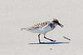 161: Sanderling -7262