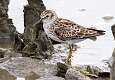 163: Sandpiper – Least-1