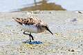 162: Sandpiper - Semi-palmated -8309
