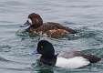 164: Scaup - Greater 3556