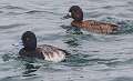 165: Scaup - Lesser 3542