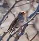 169: Sparrow - Cassin's 1563