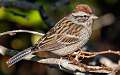171: Sparrow - Chipping-1