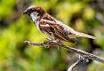 173: Sparrow - House-1
