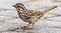 174: Sparrow - Song-1