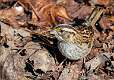 176: Sparrow - White-throated-1
