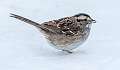 177: Sparrow - White-throated-2