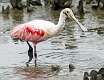 178: Spoonbill - Roseatte-1