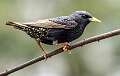 180: Starling - European-1