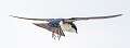 183: Swallow - Tree-2